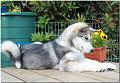 Onni 14 Wochen alt